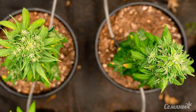 Гидропоника как метод выращивания: роль субстрата в развитии марихуаны Гидропонное выращивание каннабиса