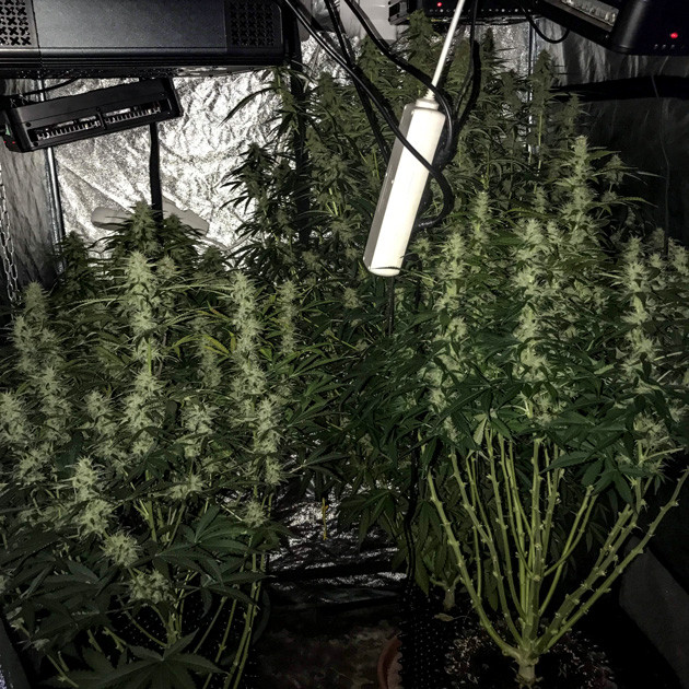 Промывка конопли Auto White Widow fem Куст Auto White Widow fem перед харвестом