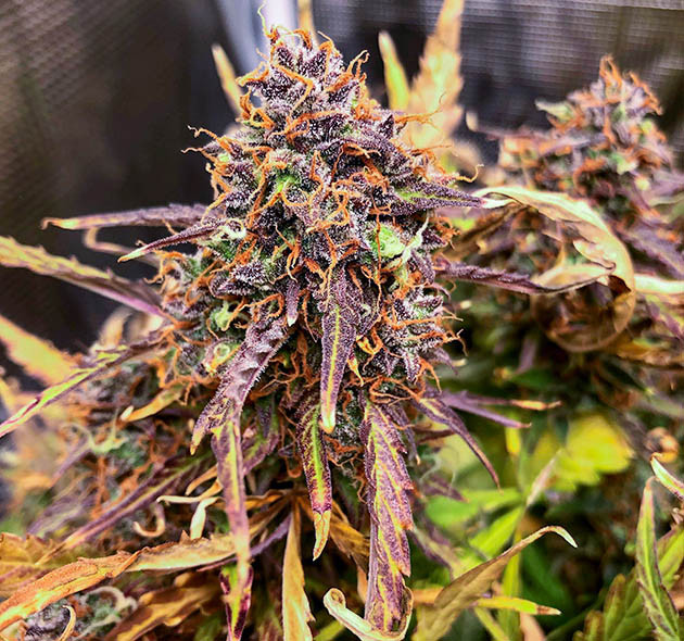 Фиолетовое соцветие Critical Kush Auto Шишка темно фиолетового цвета