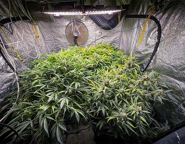 Набор массы шишек Цветущие растения в гроубоксе