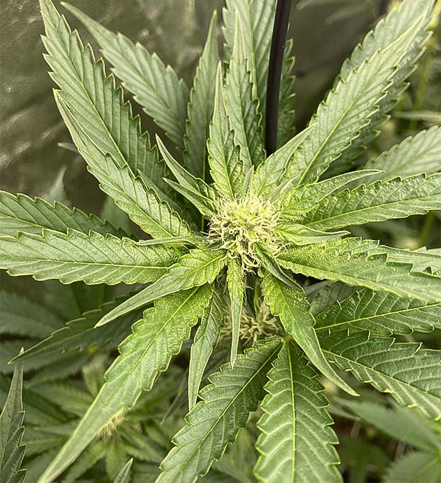 Появление трихом и изменение аромата Vanilla Frosting Быстрый рост бутонов Vanilla Frosting