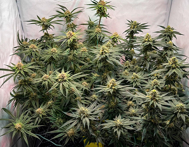Марихуана на 14 неделе выращивания