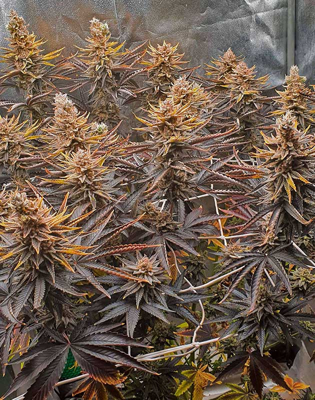 Ожидание харвеста Куст Planet of the Grapes RBX на 15 неделе