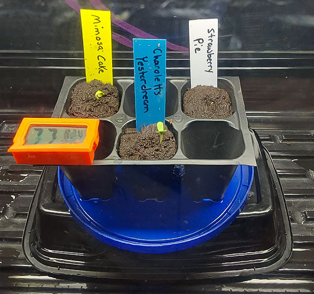 Пророст семян сорта Mimosa Cake Auto Проращивание семян конопли Mimosa Cake Auto