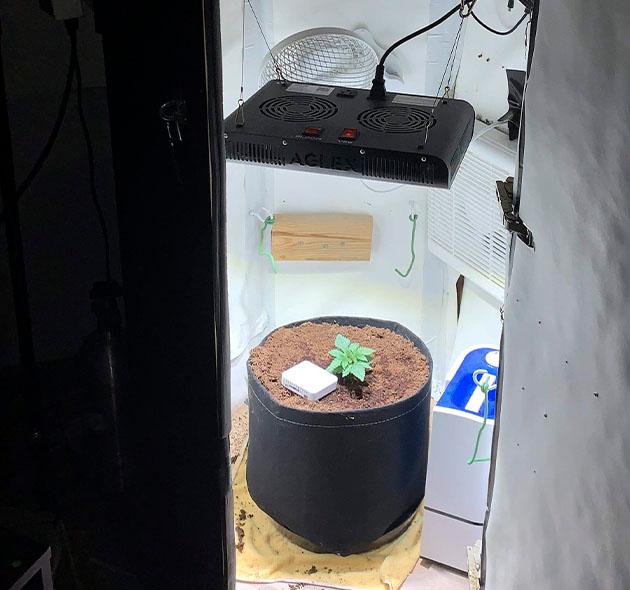 Ранняя вегетация конопли под светильником Молодая конопля под LED-светом, здоровые листья и плотный стебель