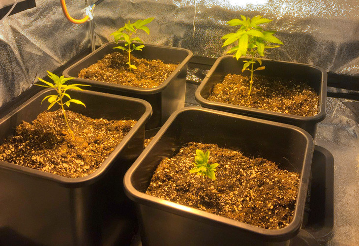 Стадия вегетации Четыре ростка LSD от Barney's Farm