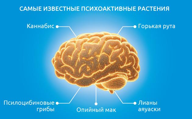 Какие известные культуры можно отнети к психоактивным растениям? Какие компоненты делают растение психоактивным