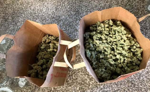 Собранный урожай Бумажные пакеты с шишками