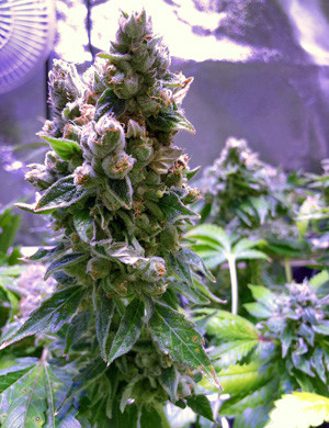 Конопля после 3 дней под непрерывным светом Освещение марихуаны