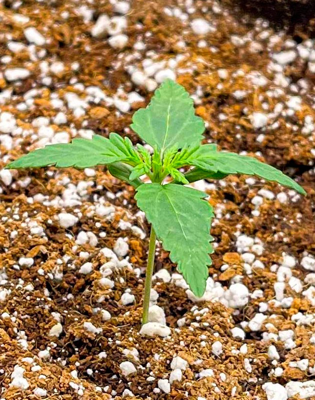 Выращивание сорта марихуаны Bruce Banner Auto Режим полива куста Bruce Banner Auto