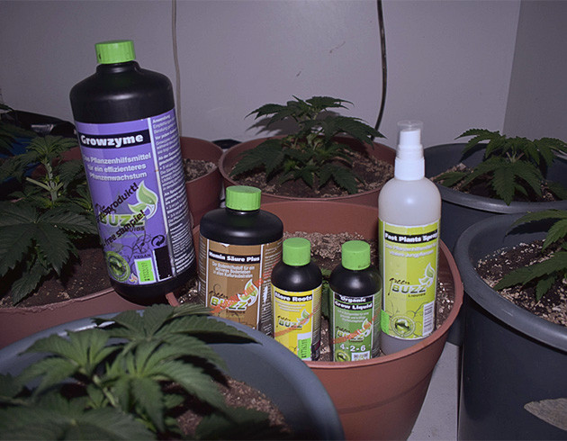 Недели 1-3 гроурепорта Bruce Banner #3 Первые три недели выращивания Брюса Баннера