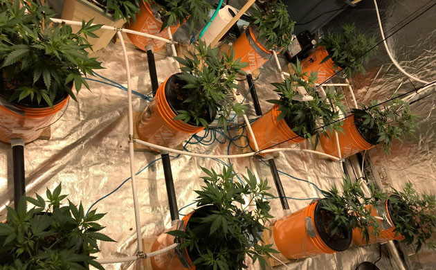 Вторая неделя выращивания Высота кустов конопли 36 см