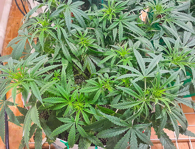Тренировка LST и установка сетки ScrOG Куст Strawberry Amnesia от Herbies Seeds на 3 неделе