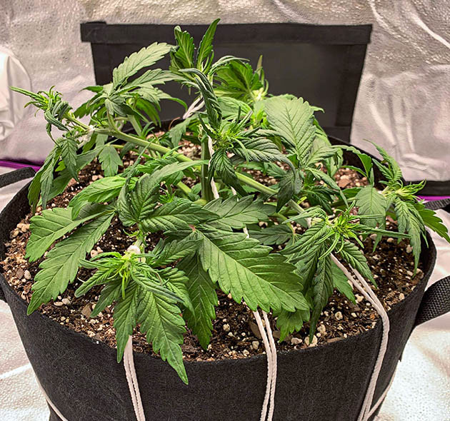 Топпинг и LST на 3 неделе выращивания Обрезка верхушки автоцвета и растягивание ветвей