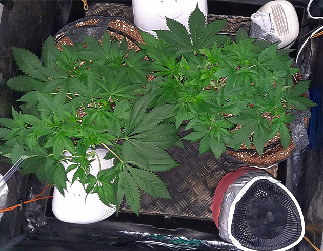 Тренировка растения Jack 47 Система автополива для сорта Jack 47