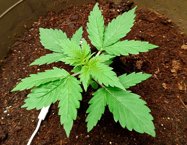 Развитие куста Куст Florida Sunrise Auto от 7CH American на 3 неделе