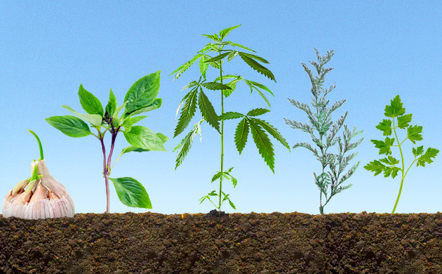 Растения-компаньоны для конопли Посадка растений-компаньонов