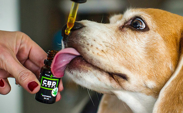 Польза концентратов CBD для животных Использование концентратов КБД для лечения животных