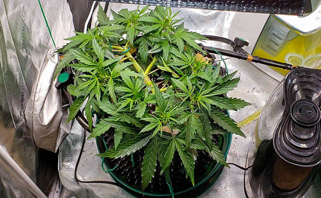 Пятая неделя вегетации Формирование горизонтальной кроны