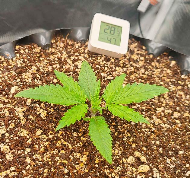 Полив конопли Росток Gorilla Cookies Auto от FastBuds на 2 неделе