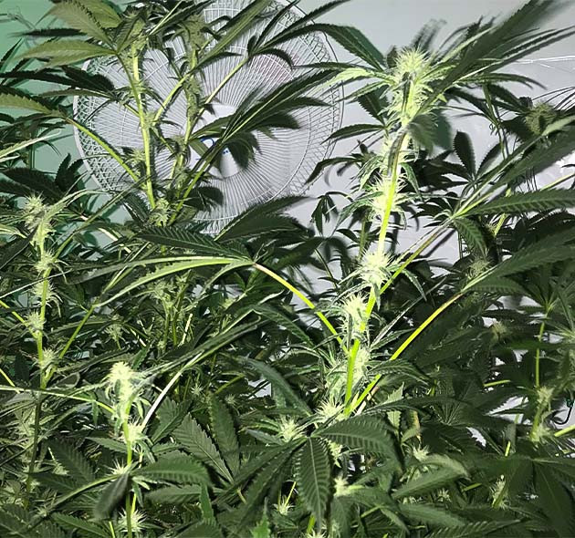 Bruce Banner на цветении Признаки перекорма на кусте Bruce Banner