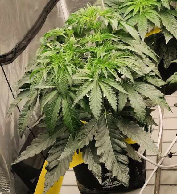 Окончание веги и начало цветения