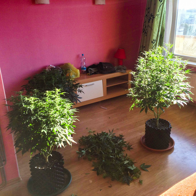 Применение удобрений для конопли Bud Factor X и Overdrive на 8 неделе роста Auto White Widow fem Дефолиация конопли Auto White Widow fem