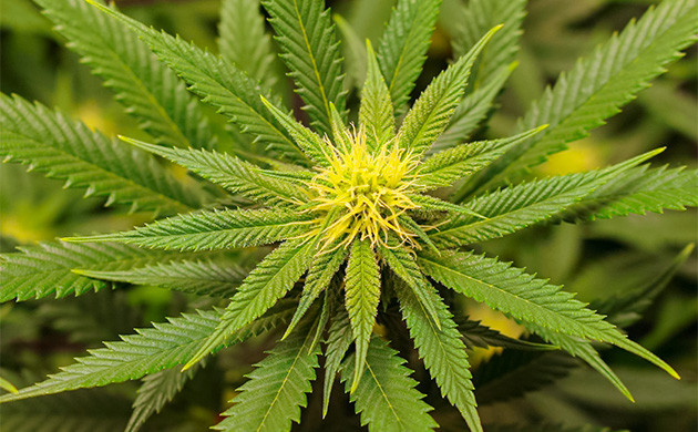 выращивание сорта конопли Sugar Bomb Punch Гроурепорт сорта Sugar Bomb Punch