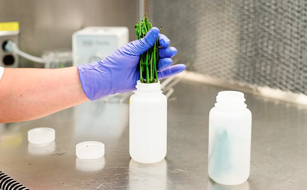 Получение образцов тканей от растения-донора Сбор и стерилизация образцов