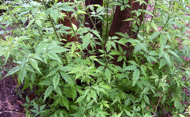 Растение прутняк китайский Прутняк китайский