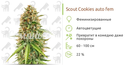 Сорт марихуаны Scout Cookies auto Scout Cookies auto от Семяныч