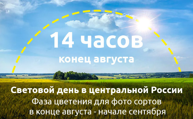 Сокращение светового дня в центральной России Переход в фазу цветения центральной России в конце августа