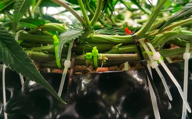 Контроль размера куста каннабиса Ограничение размеров куста конопли