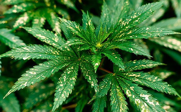 Плесень и грибок: угрозы для конопли Грибковые заболевания листьев каннабиса