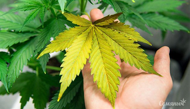 Причины желтых листьев на кустах конопли Желтый лист марихуаны