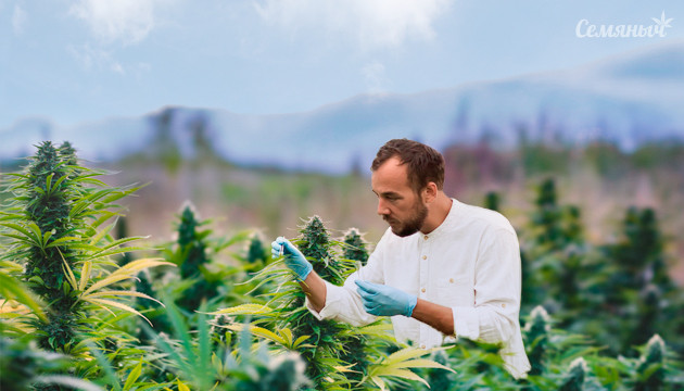 Вкусный урожай марихуаны