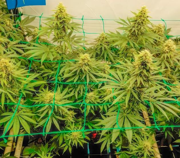 11 неделя выращивания Trainwreck Fast Version