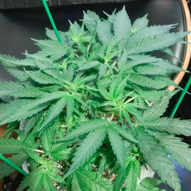 Рост марихуаны и проведение дефолиации Куст Gorilla 4 Autoflower от Easy Grow Seeds на 5 неделе