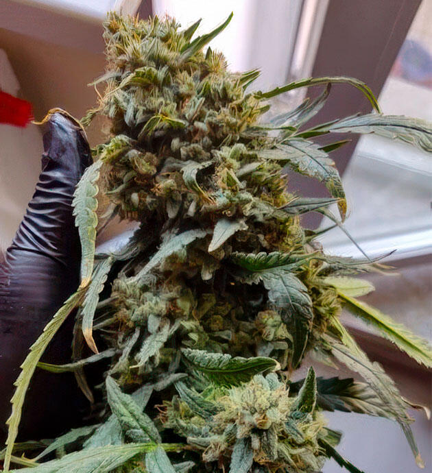 Созревшая шишка конопли