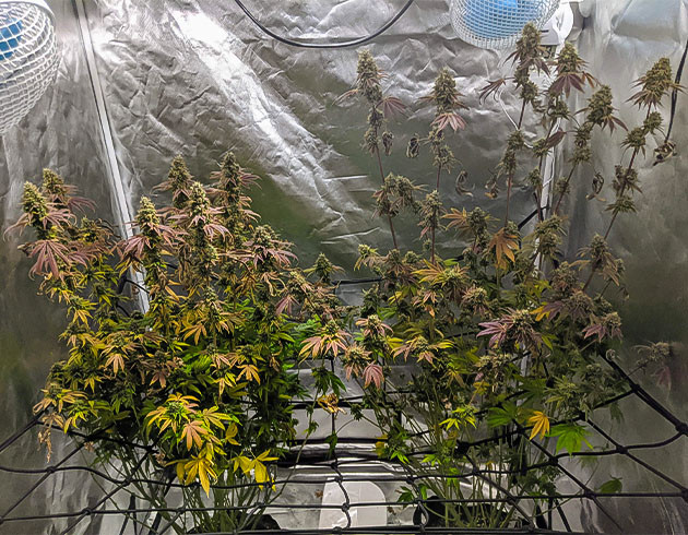 Последние герои Notorious THC Сокращение удобрений перед сбором