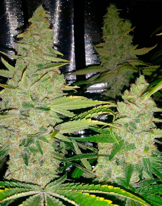 Харвест конопли и сушка Соцветие перед харвестом