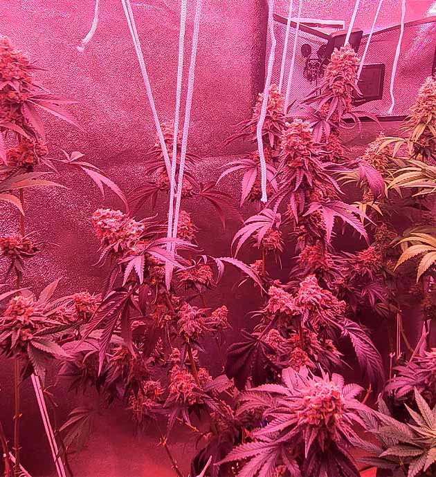 Завершающие этапы цветения конопли Каннабис в цветении