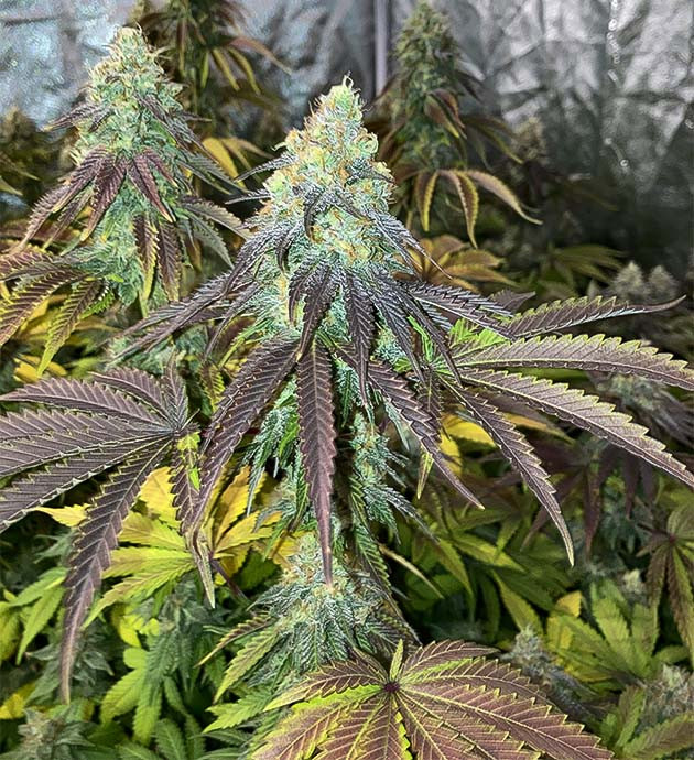 Растения Liberty Haze Куст конопли Liberty Haze на 14-15 неделе выращивания