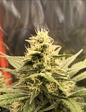 Шишка конопли + Speed Auto на 7 неделе выращивания Шишки марихуаны увеличиваются