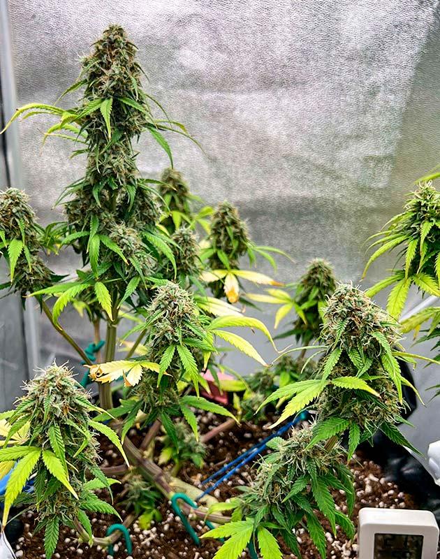 Обрезка и дегустация Харвест сорта Whiskey Zulu Auto