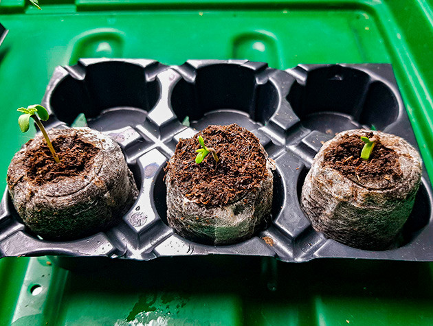 Выращивание конопли Shiskaberry Проращивание семян xxx