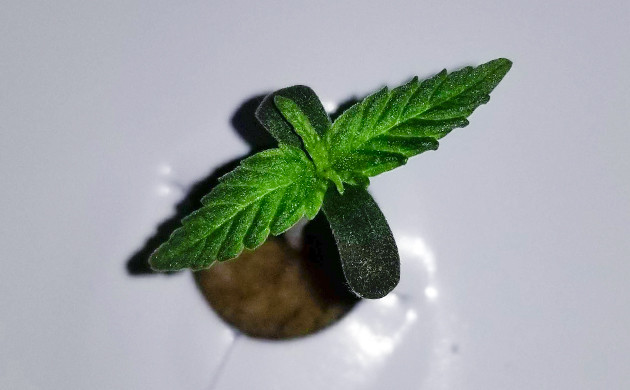 Выращиваем автоцвет в индоре Гроурепорт автоцвета West Coast OG