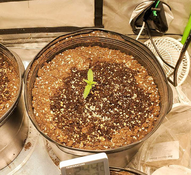 Проращивание семян конопли Bruce Banner #3 Проращивание Bruce Banner #3