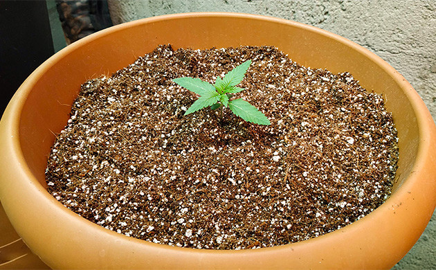 Первая неделя выращивания Росток марихуаны 7 см