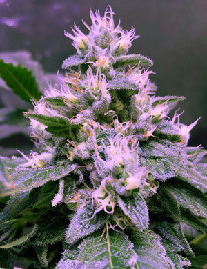 Трихомы на соцветиях конопли Осталось немного до созревания конопли